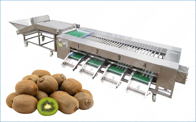 kiwi fruits sorting machine