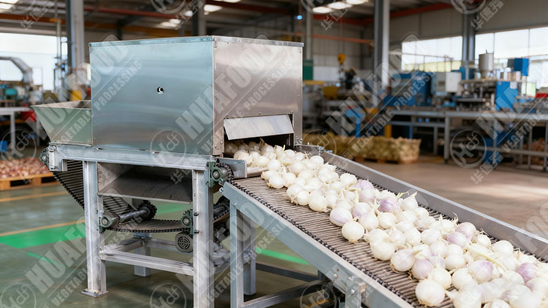 shallot peeling machine details