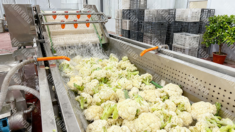 cauliflower washing machine details in factory