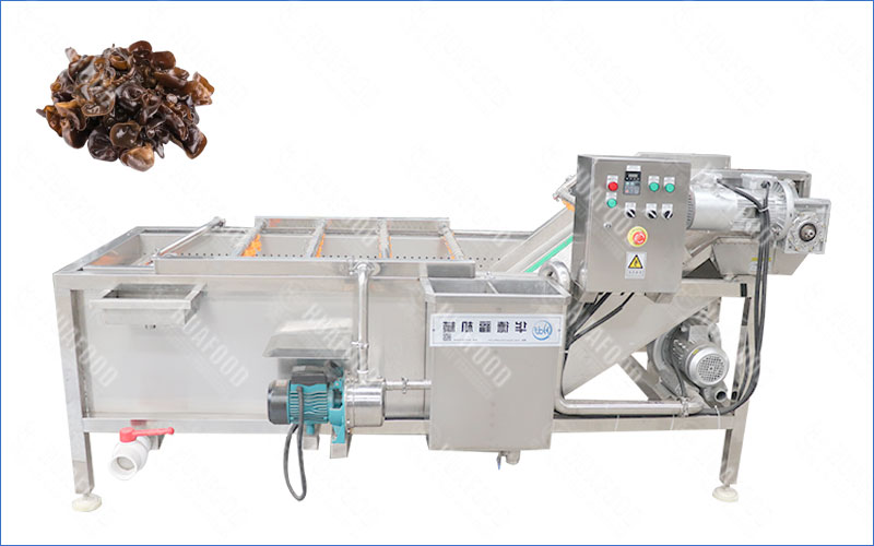 fungus washing machine