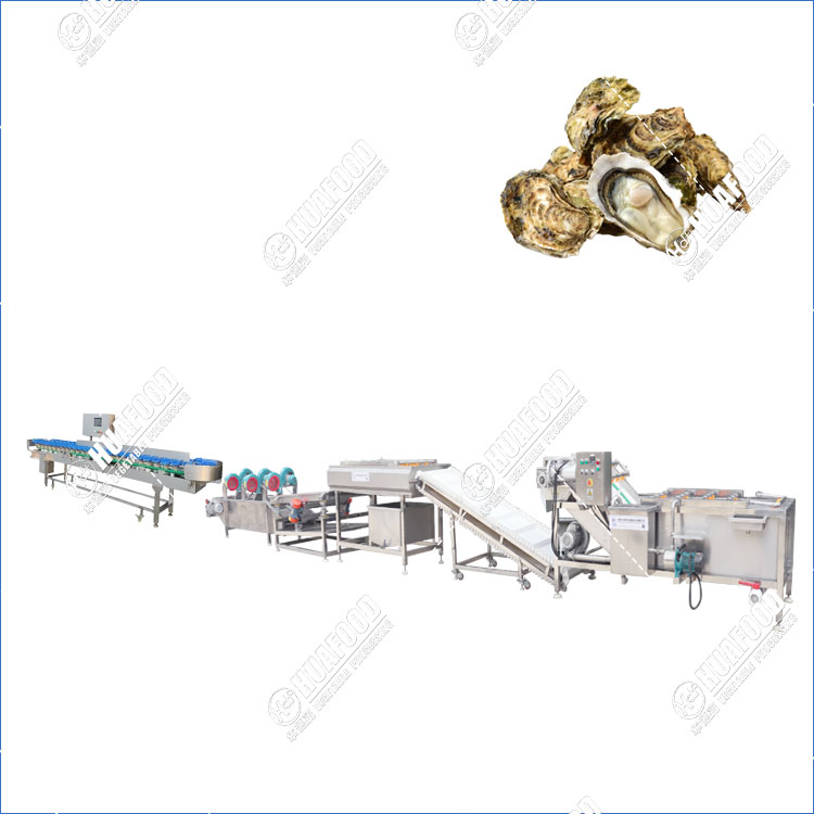 Oyster Cleaning And Weight Grading Machine Bubble & Brush Wash System