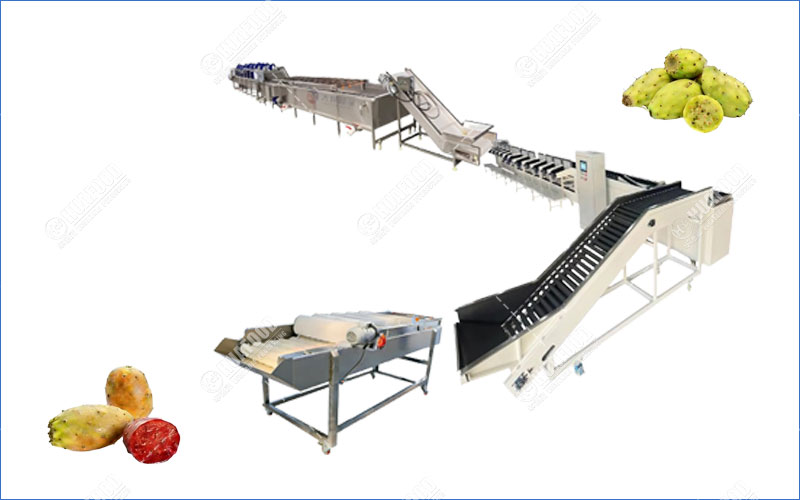 prickly pear cleaning and grading line