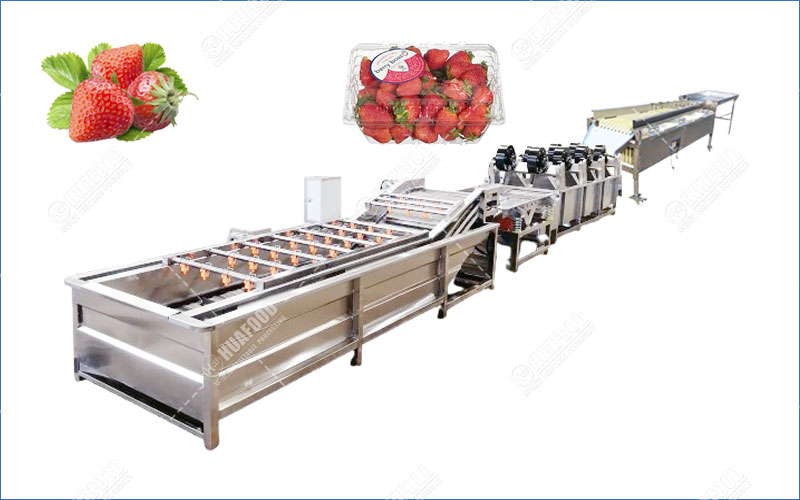 strawberry washing and drying line