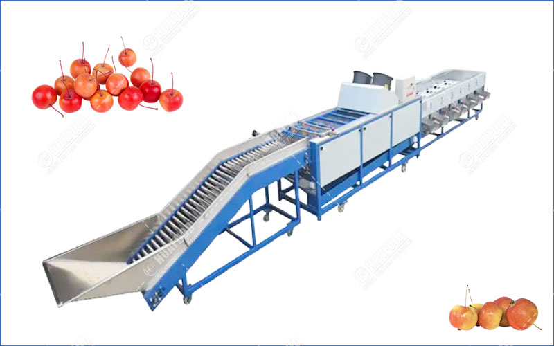 ligne de nettoyage et de classement des choux
