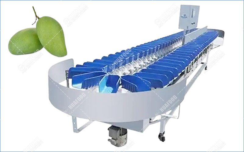 machine de classement de mangue verte