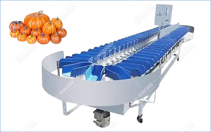 machine de classement de citrouille