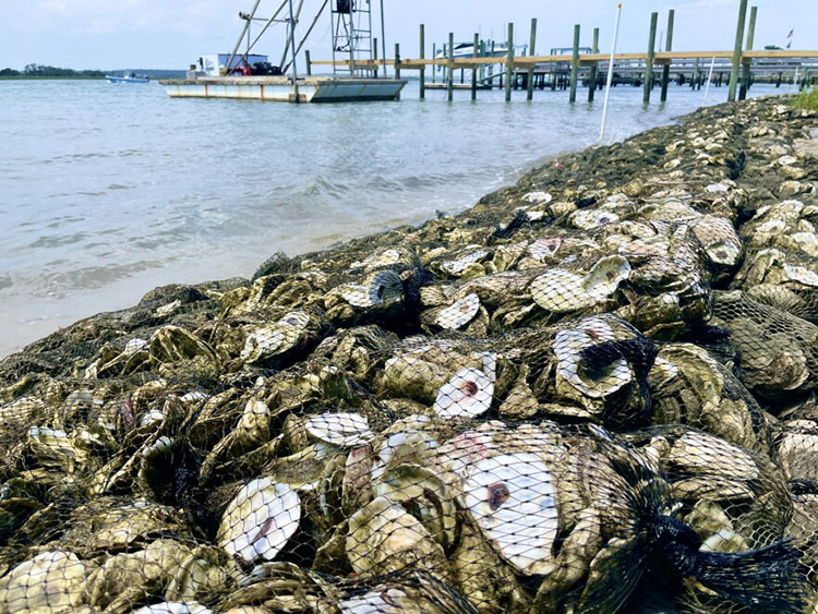 Aquaculture oysters being harvested