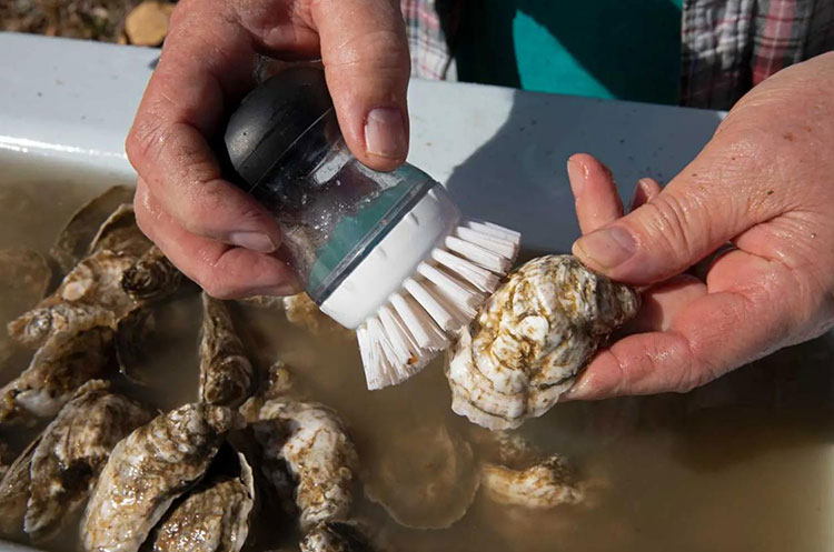 oyster washing by hand