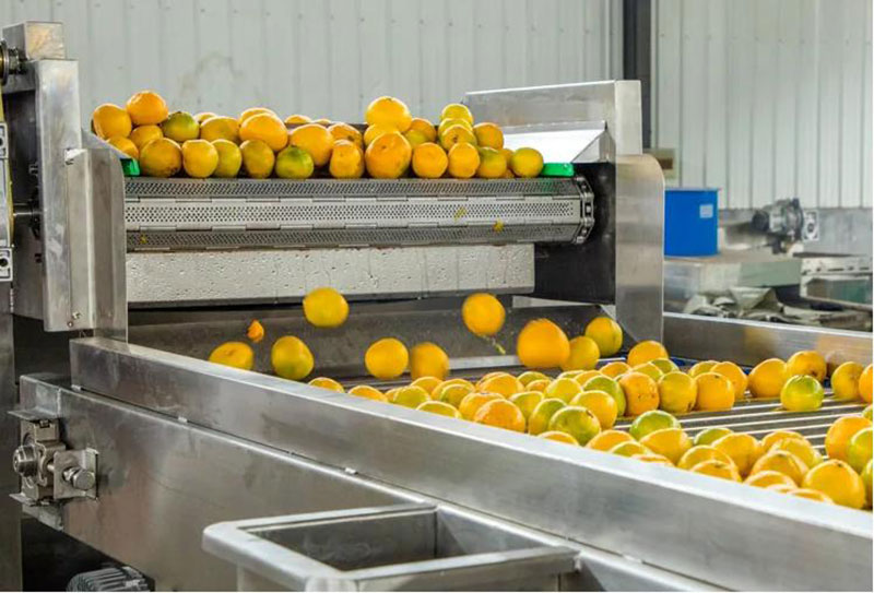 citrus grading machine