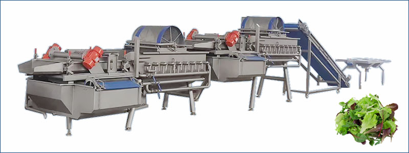 salad processing line
