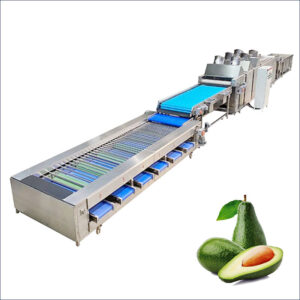 avocado washing drying grading machine