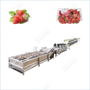 strawberry washing and drying line